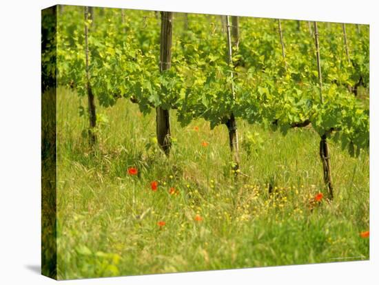 Vine Detail, Grape Vineyard, Greve, II Chianti, Tuscany, Italy-Walter Bibikow-Stretched Canvas