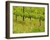 Vine Detail, Grape Vineyard, Greve, II Chianti, Tuscany, Italy-Walter Bibikow-Framed Photographic Print