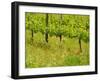 Vine Detail, Grape Vineyard, Greve, II Chianti, Tuscany, Italy-Walter Bibikow-Framed Photographic Print