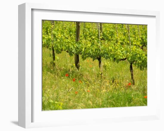 Vine Detail, Grape Vineyard, Greve, II Chianti, Tuscany, Italy-Walter Bibikow-Framed Photographic Print