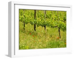 Vine Detail, Grape Vineyard, Greve, II Chianti, Tuscany, Italy-Walter Bibikow-Framed Photographic Print