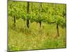 Vine Detail, Grape Vineyard, Greve, II Chianti, Tuscany, Italy-Walter Bibikow-Mounted Photographic Print