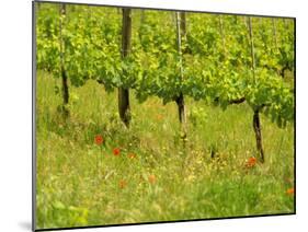 Vine Detail, Grape Vineyard, Greve, II Chianti, Tuscany, Italy-Walter Bibikow-Mounted Photographic Print