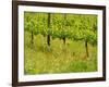 Vine Detail, Grape Vineyard, Greve, II Chianti, Tuscany, Italy-Walter Bibikow-Framed Photographic Print