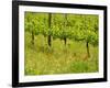 Vine Detail, Grape Vineyard, Greve, II Chianti, Tuscany, Italy-Walter Bibikow-Framed Photographic Print