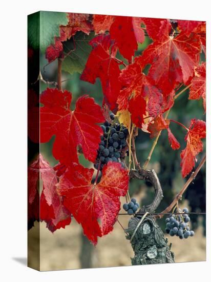 Vine in Autumn, St. Emilion, Bordeaux, France-Adam Woolfitt-Stretched Canvas