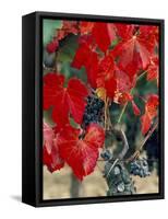 Vine in Autumn, St. Emilion, Bordeaux, France-Adam Woolfitt-Framed Stretched Canvas