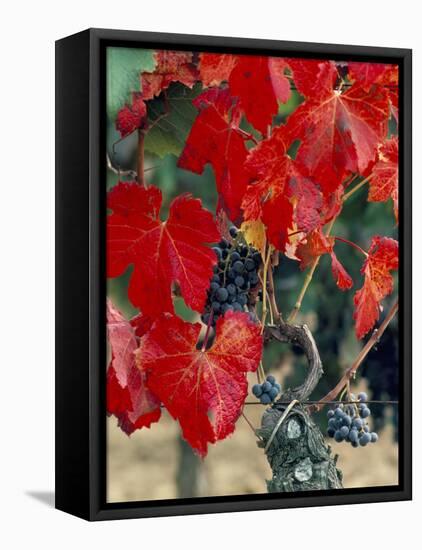 Vine in Autumn, St. Emilion, Bordeaux, France-Adam Woolfitt-Framed Stretched Canvas