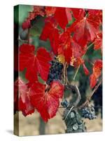 Vine in Autumn, St. Emilion, Bordeaux, France-Adam Woolfitt-Stretched Canvas