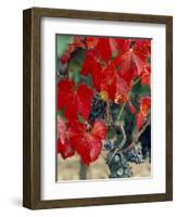 Vine in Autumn, St. Emilion, Bordeaux, France-Adam Woolfitt-Framed Photographic Print