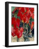 Vine in Autumn, St. Emilion, Bordeaux, France-Adam Woolfitt-Framed Photographic Print