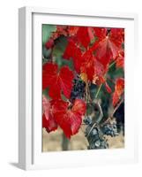 Vine in Autumn, St. Emilion, Bordeaux, France-Adam Woolfitt-Framed Photographic Print