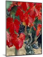 Vine in Autumn, St. Emilion, Bordeaux, France-Adam Woolfitt-Mounted Photographic Print