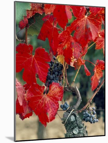 Vine in Autumn, St. Emilion, Bordeaux, France-Adam Woolfitt-Mounted Photographic Print