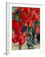 Vine in Autumn, St. Emilion, Bordeaux, France-Adam Woolfitt-Framed Photographic Print