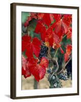 Vine in Autumn, St. Emilion, Bordeaux, France-Adam Woolfitt-Framed Photographic Print