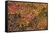 Vine Maple (Acer Circinatum) in the Fall-James-Framed Stretched Canvas