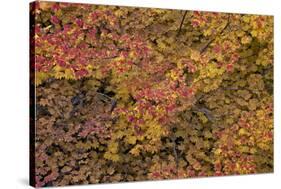 Vine Maple (Acer Circinatum) in the Fall-James-Stretched Canvas