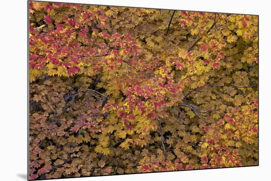 Vine Maple (Acer Circinatum) in the Fall-James-Mounted Photographic Print