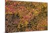 Vine Maple (Acer Circinatum) in the Fall-James-Mounted Photographic Print