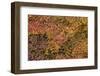 Vine Maple (Acer Circinatum) in the Fall-James-Framed Photographic Print