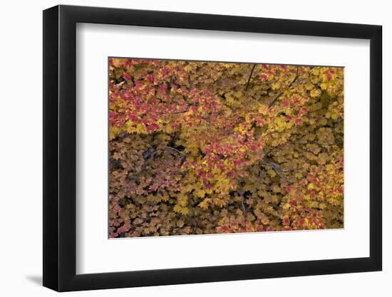 Vine Maple (Acer Circinatum) in the Fall-James-Framed Photographic Print