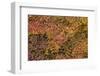 Vine Maple (Acer Circinatum) in the Fall-James-Framed Photographic Print