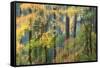 Vine Maple and Big Leaf Maple in Autumn colors Silver Falls State Park, Oregon-Darrell Gulin-Framed Stretched Canvas