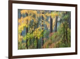 Vine Maple and Big Leaf Maple in Autumn colors Silver Falls State Park, Oregon-Darrell Gulin-Framed Photographic Print