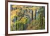 Vine Maple and Big Leaf Maple in Autumn colors Silver Falls State Park, Oregon-Darrell Gulin-Framed Photographic Print