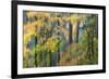 Vine Maple and Big Leaf Maple in Autumn colors Silver Falls State Park, Oregon-Darrell Gulin-Framed Photographic Print