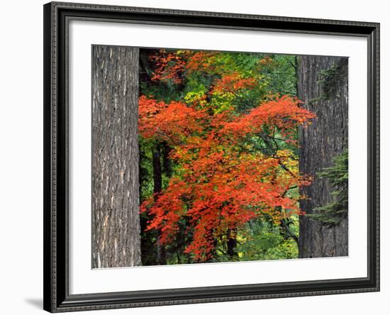 Vine Maple Branches Framed by Trees, Mt Hood, Oregon, USA-Jaynes Gallery-Framed Photographic Print