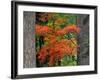 Vine Maple Branches Framed by Trees, Mt Hood, Oregon, USA-Jaynes Gallery-Framed Photographic Print