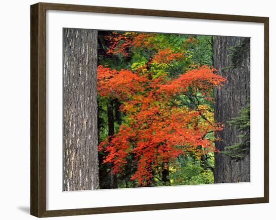 Vine Maple Branches Framed by Trees, Mt Hood, Oregon, USA-Jaynes Gallery-Framed Photographic Print