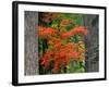 Vine Maple Branches Framed by Trees, Mt Hood, Oregon, USA-Jaynes Gallery-Framed Photographic Print