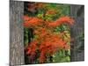 Vine Maple Branches Framed by Trees, Mt Hood, Oregon, USA-Jaynes Gallery-Mounted Photographic Print