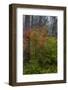 Vine Maple in autumn hues at Silver Falls State Park near Sublimity, Oregon, USA-Chuck Haney-Framed Photographic Print