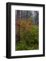 Vine Maple in autumn hues at Silver Falls State Park near Sublimity, Oregon, USA-Chuck Haney-Framed Photographic Print
