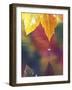 Vine Maple Leaf, USA-Stuart Westmoreland-Framed Photographic Print