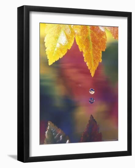 Vine Maple Leaf, USA-Stuart Westmoreland-Framed Photographic Print