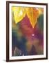 Vine Maple Leaf, USA-Stuart Westmoreland-Framed Photographic Print