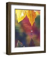 Vine Maple Leaf, USA-Stuart Westmoreland-Framed Photographic Print