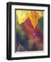 Vine Maple Leaf, USA-Stuart Westmoreland-Framed Photographic Print