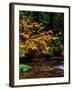 Vine Maple leaves (Acer circinatum) along Salt Creek, Willamette National Forest, Lane County, O...-null-Framed Premium Photographic Print