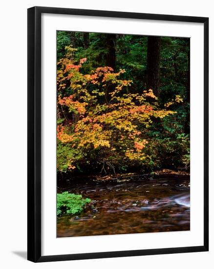 Vine Maple leaves (Acer circinatum) along Salt Creek, Willamette National Forest, Lane County, O...-null-Framed Premium Photographic Print