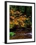 Vine Maple leaves (Acer circinatum) along Salt Creek, Willamette National Forest, Lane County, O...-null-Framed Premium Photographic Print