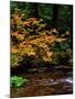 Vine Maple leaves (Acer circinatum) along Salt Creek, Willamette National Forest, Lane County, O...-null-Mounted Premium Photographic Print