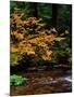 Vine Maple leaves (Acer circinatum) along Salt Creek, Willamette National Forest, Lane County, O...-null-Mounted Photographic Print