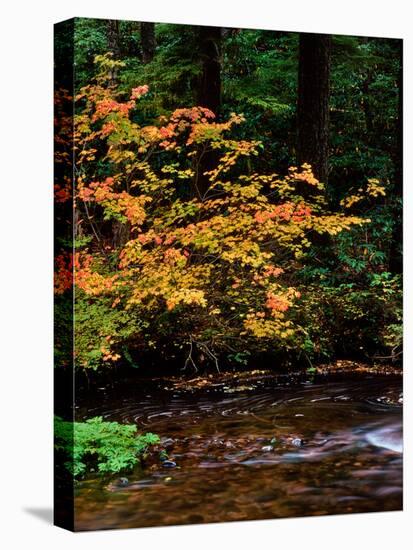 Vine Maple leaves (Acer circinatum) along Salt Creek, Willamette National Forest, Lane County, O...-null-Stretched Canvas