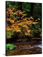 Vine Maple leaves (Acer circinatum) along Salt Creek, Willamette National Forest, Lane County, O...-null-Stretched Canvas
